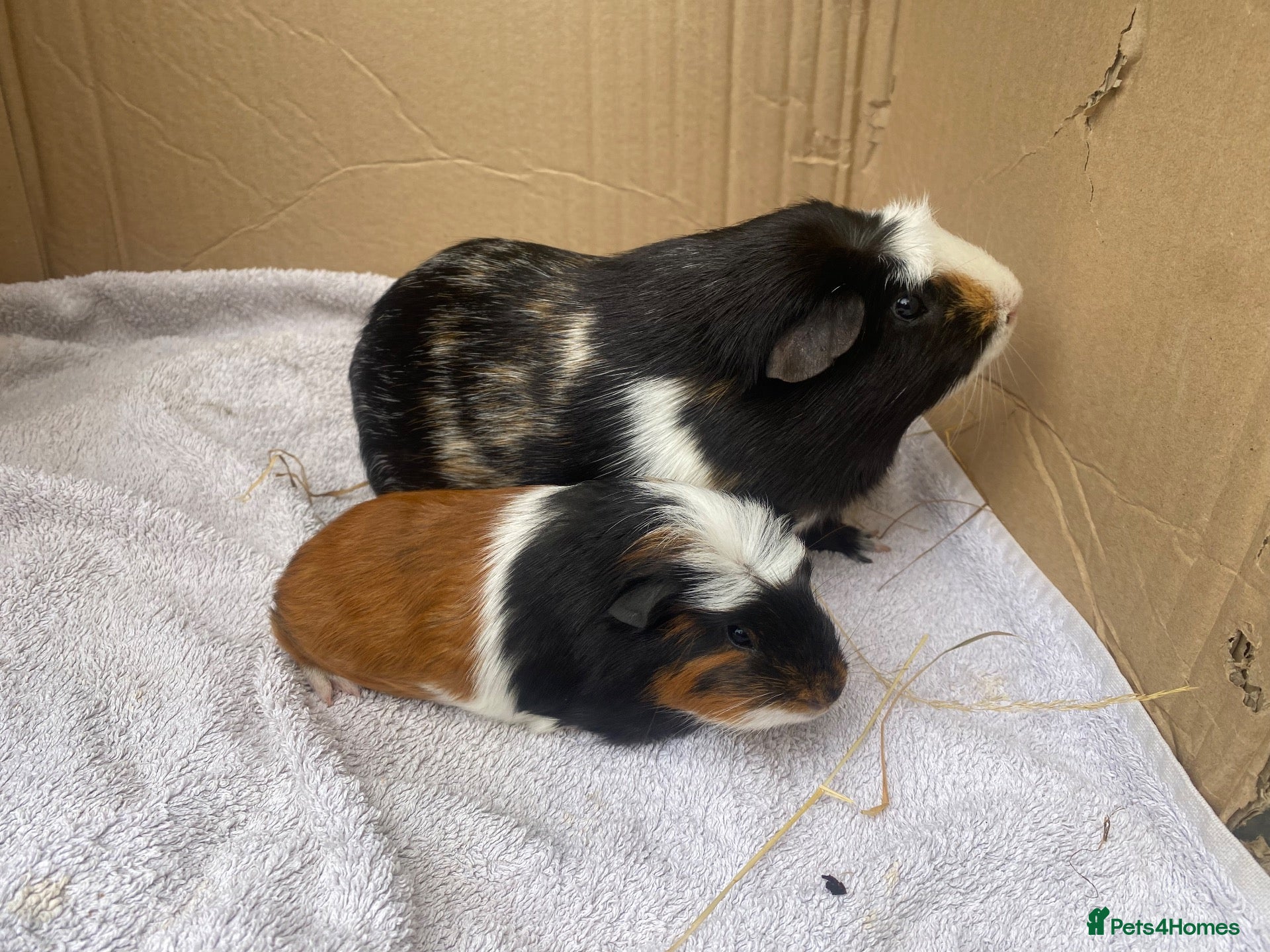 Guinea Pig rodents 2x young male Guineapigs - Advert 1