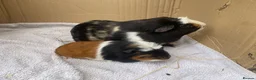 Guinea Pig rodents for sale: 2x young male Guineapigs - Advert 1