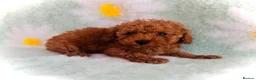 Toy Poodle dogs for sale: Miniature Toy Poodles in Chatteris - Advert 5