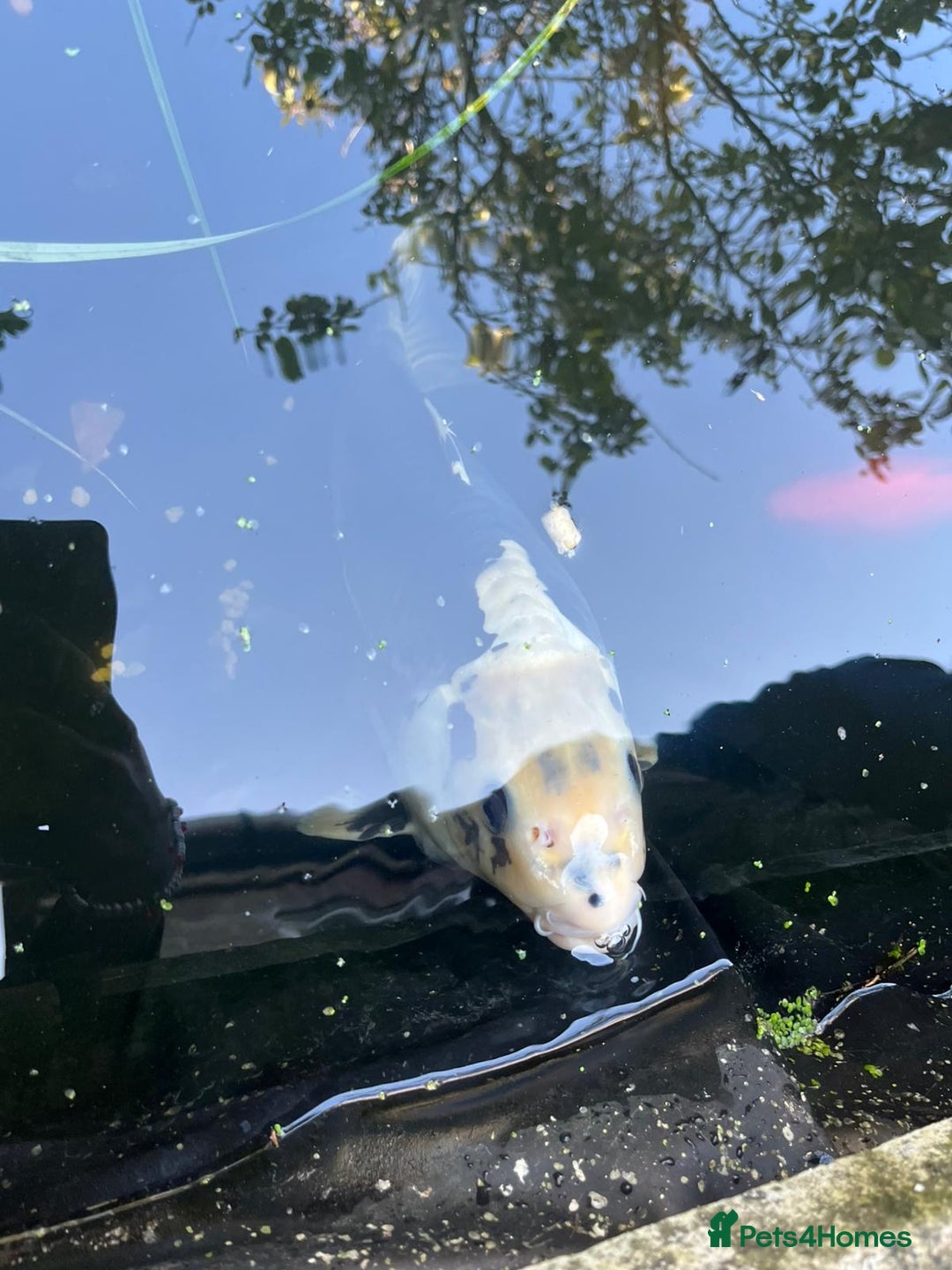 Koi Carp fish for sale: 3 Koi fish for sale - Image 11
