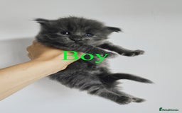 Maine Coon cats for sale: Blue Maine coon kittens - DNA health tested - Image 9