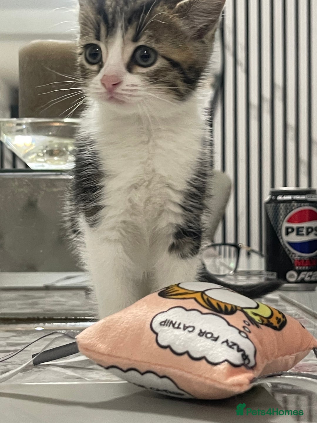 Mixed Breed cats for sale: Kittens available 8 weeks old  - Advert 10