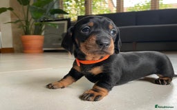 Miniature Dachshund dogs for sale: KC Registered Miniature Dachshund Puppies    - Image 7