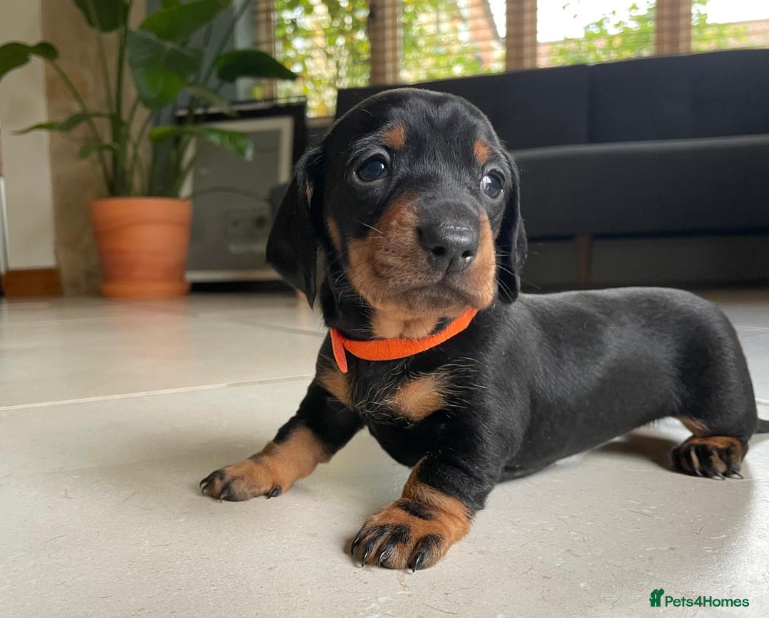 Miniature Dachshund dogs for sale: KC Registered Miniature Dachshund Puppies    - Image 7