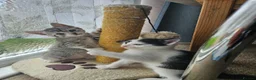 European cats for sale: Lovely kittens in Woking - Advert 4