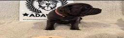 Staffordshire Bull Terrier dogs for sale: %Bloodline Staffordshire Bull Terrier Pups in Rugby - Advert 17