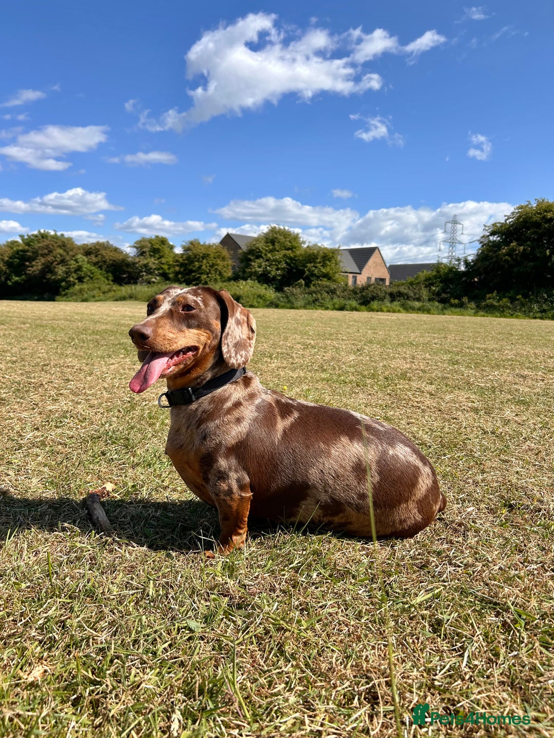 Miniature Dachshund dogs for sale: Dachshund for Rehoming  in Morecambe - Advert 2