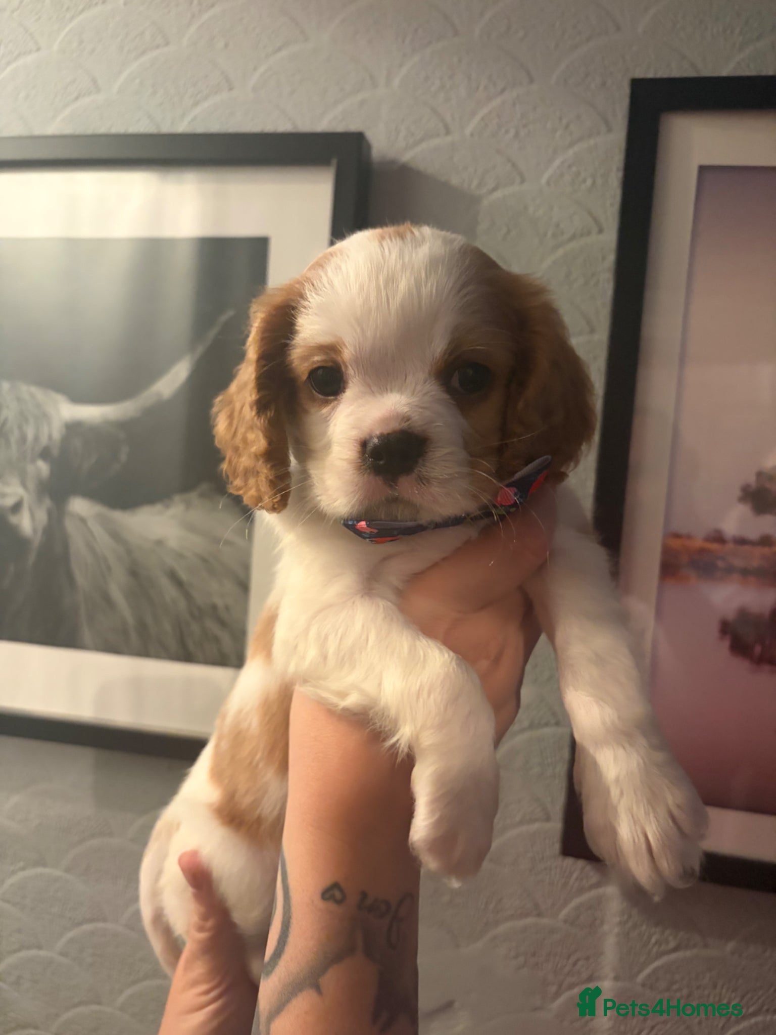 Cavalier King Charles Spaniel dogs Beautiful King Charles spaniels boys - Advert 2