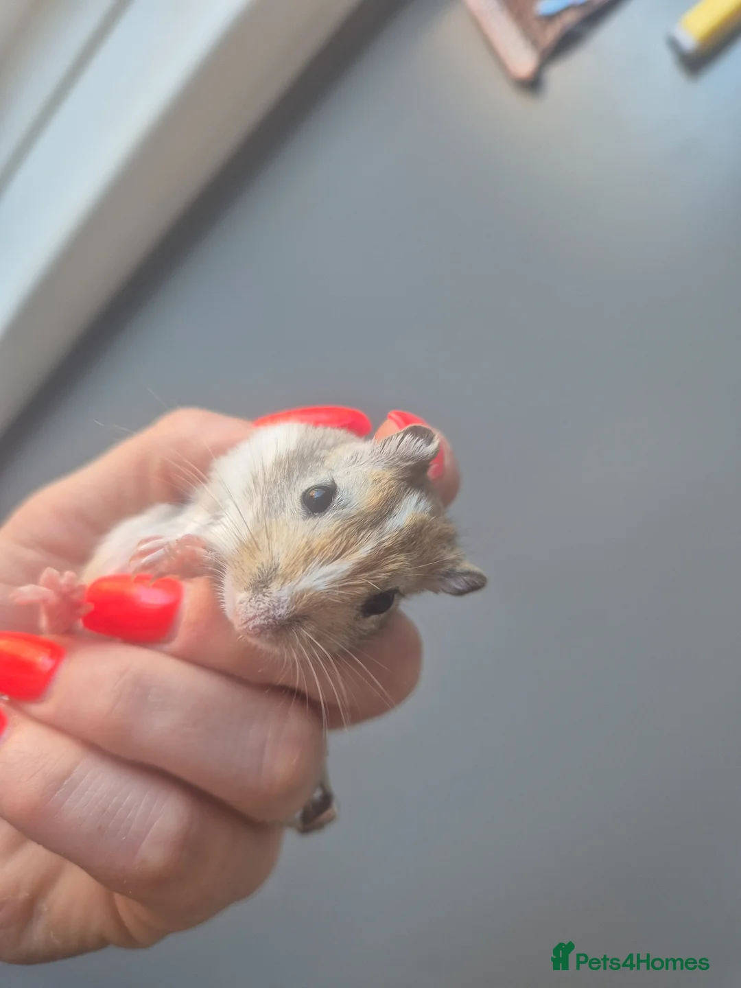Gerbil rodents for sale: Last lone female - Advert 3