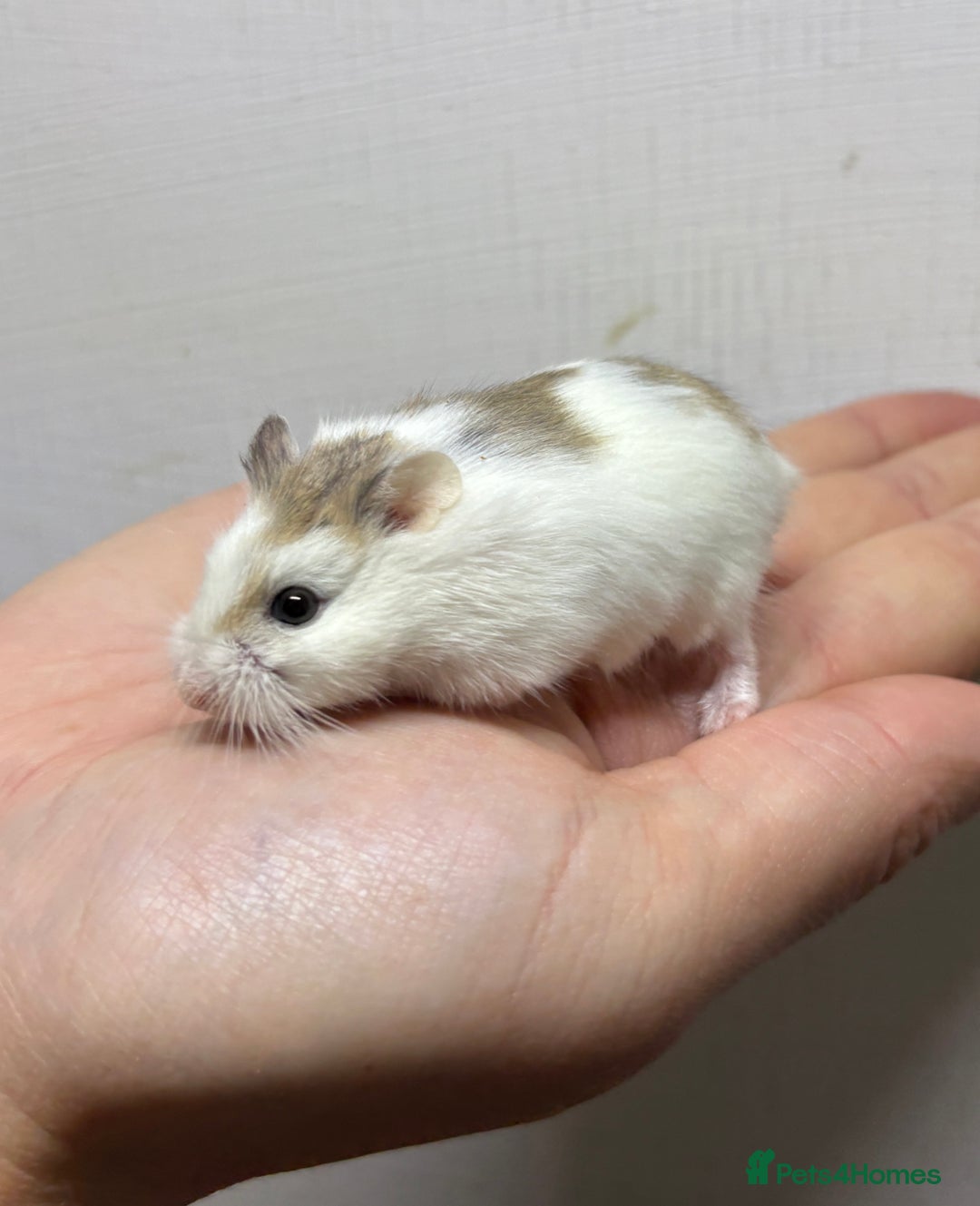 Hamster rodents for sale: Dwarf robrovski hamster babies  - Image 21