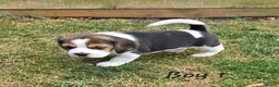 Beagle dogs for sale: Gorgeous KC reg puppies - Advert 35