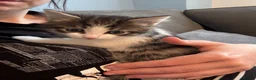 Mixed Breed cats for sale: Gorgeous boy looking for a forever home - Advert 5