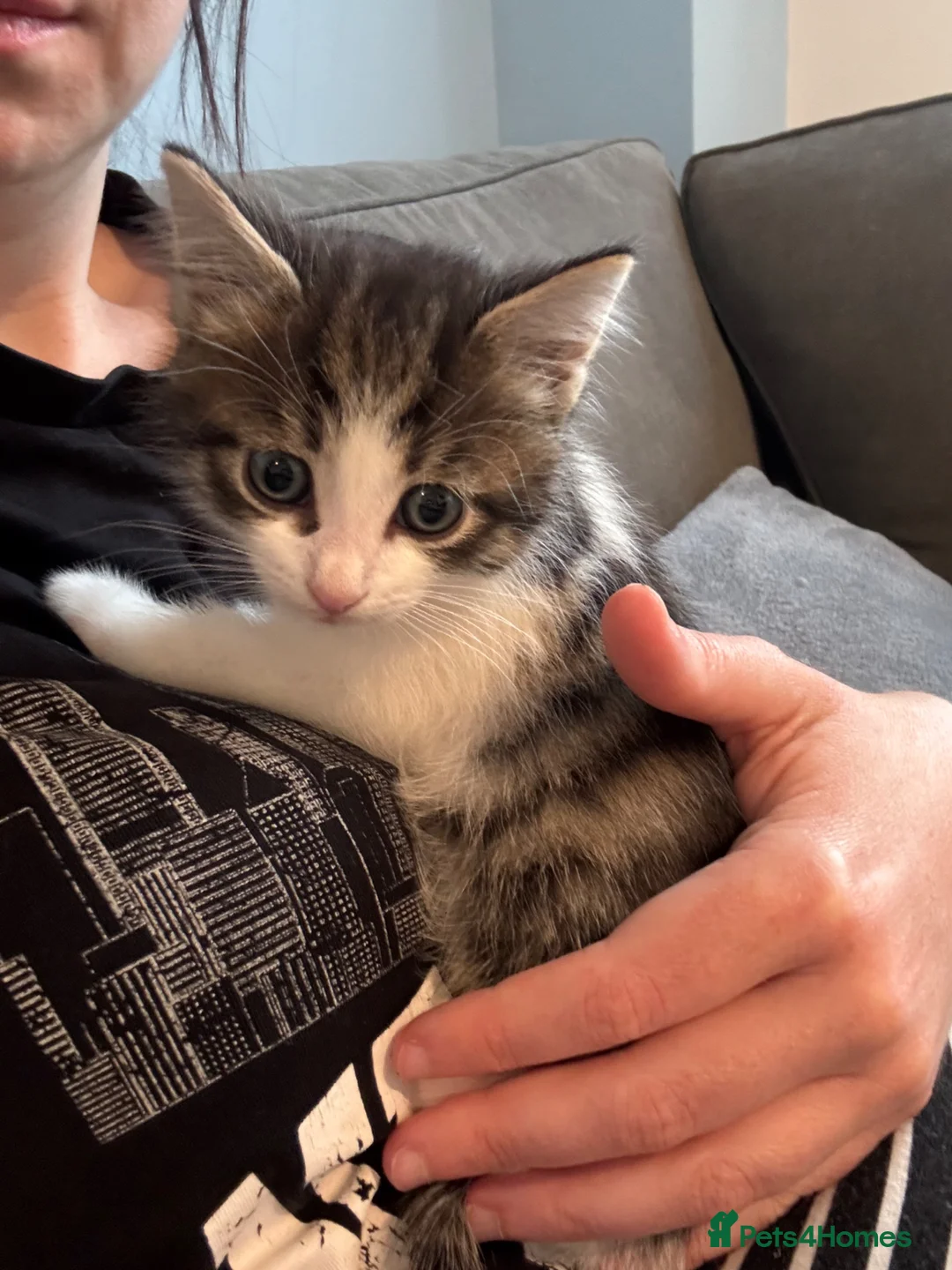 Mixed Breed cats for sale: Gorgeous boy looking for a forever home - Advert 5