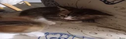 Mixed Breed cats for sale: Beautiful tabby kittens ready to go - Advert 12