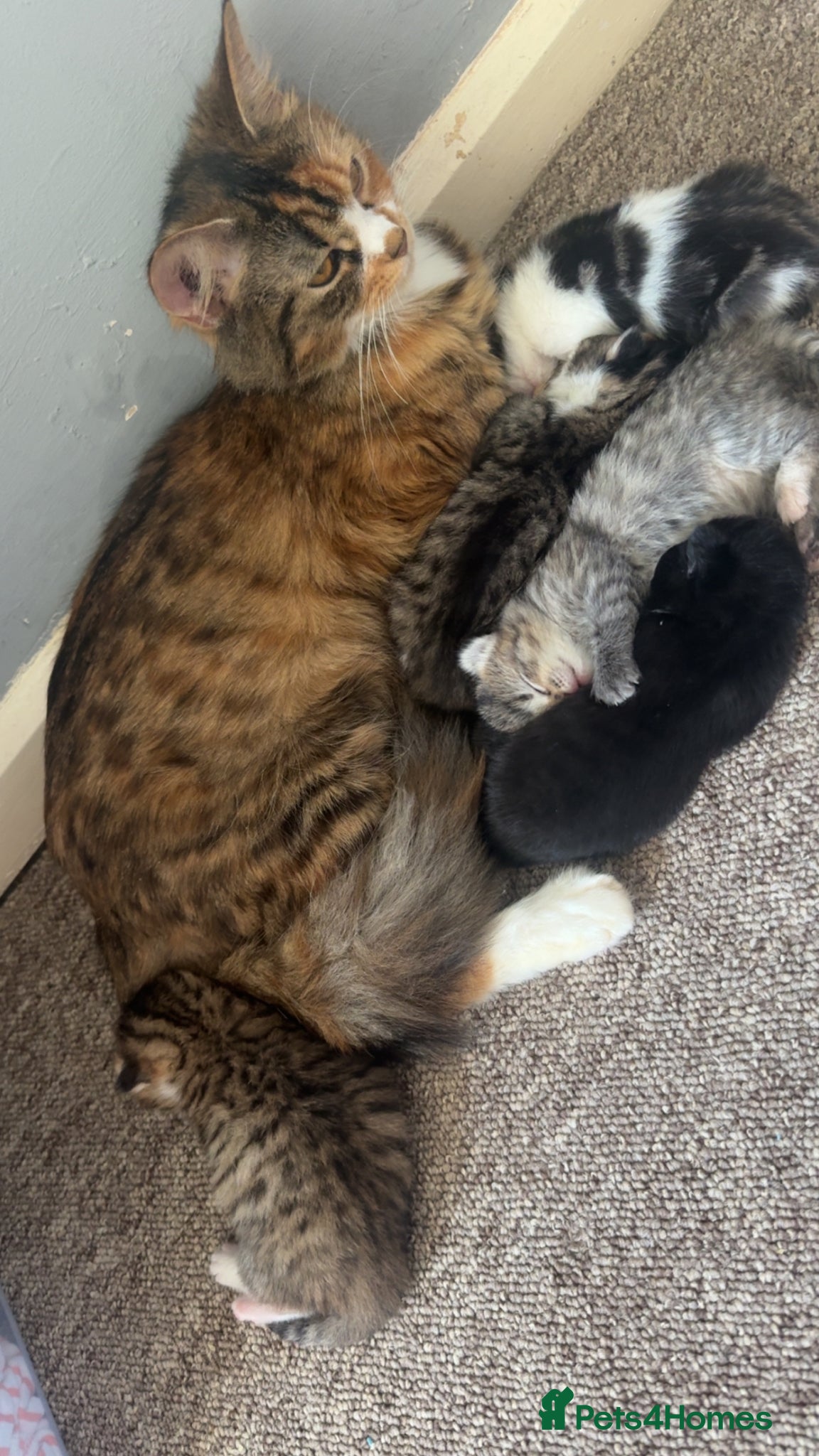 Mixed Breed cats Beautiful domestic long hair x tabby kittens - Advert 1