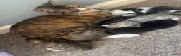 Mixed Breed cats for sale: Beautiful domestic long hair x tabby kittens - Advert 1