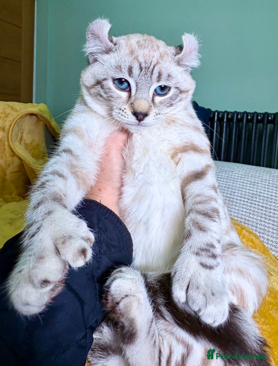 Savannah cats for sale: Breath taking wild looking girl  - Advert 7