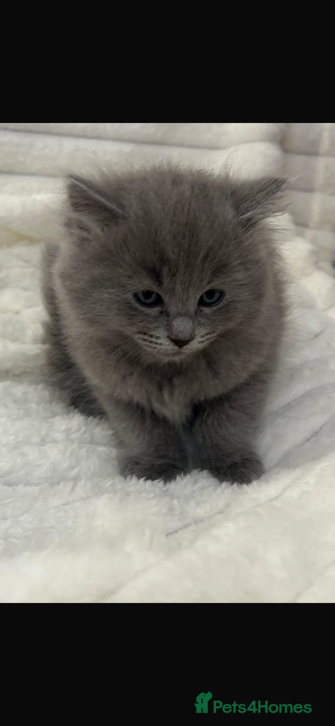 Ragdoll cats for sale: Blue ragdolls  - Advert 2