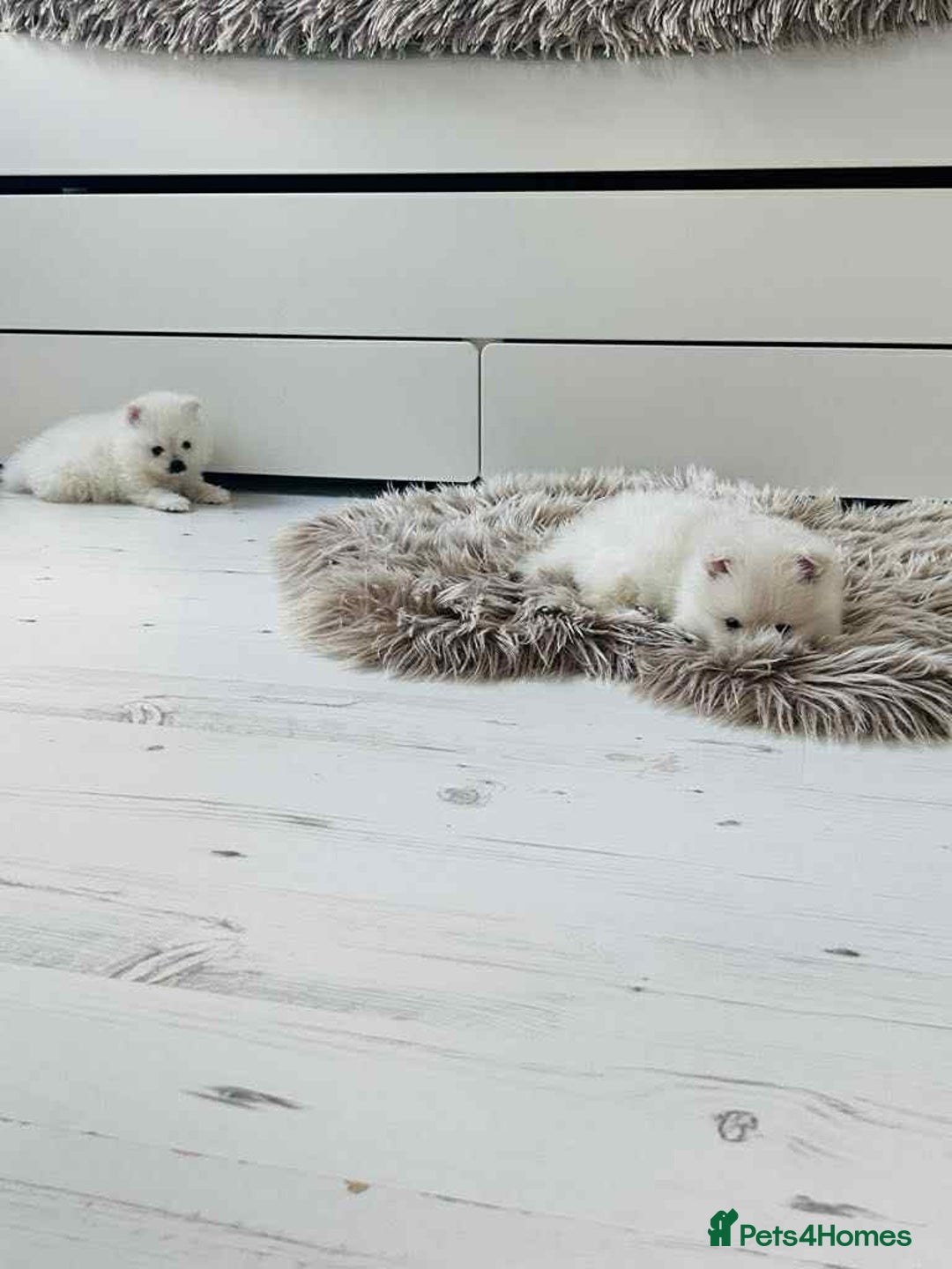 Pomeranian dogs for sale: Adorable White Teddy-Bear Pom Puppies! - Image 10