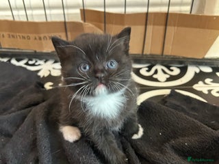 British Shorthair cats - Advert 27