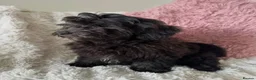 Cavapoo dogs for sale: Beautiful fluffy cavapoos - Advert 17