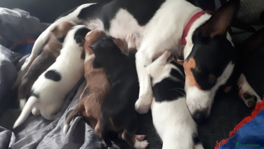 Jack Russell dogs for sale: Jack Russell puppies - Image 3
