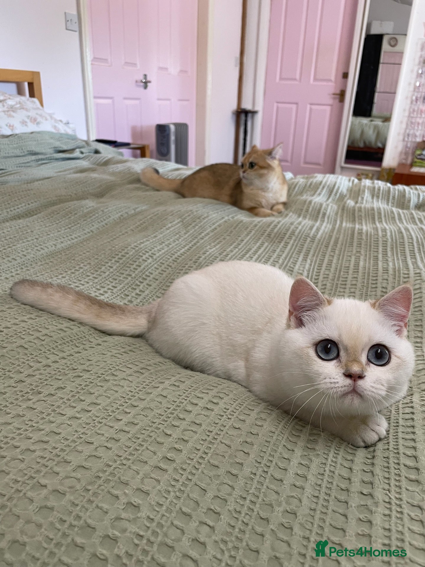 British Shorthair cats for sale: Very beautiful pure BSH Golden point NY12 - Advert 12