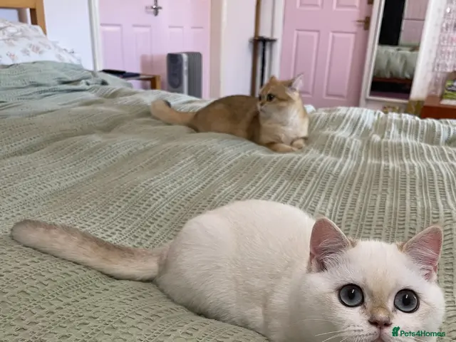 British Shorthair cats for sale: Very beautiful pure BSH Golden point NY12 - Advert 12