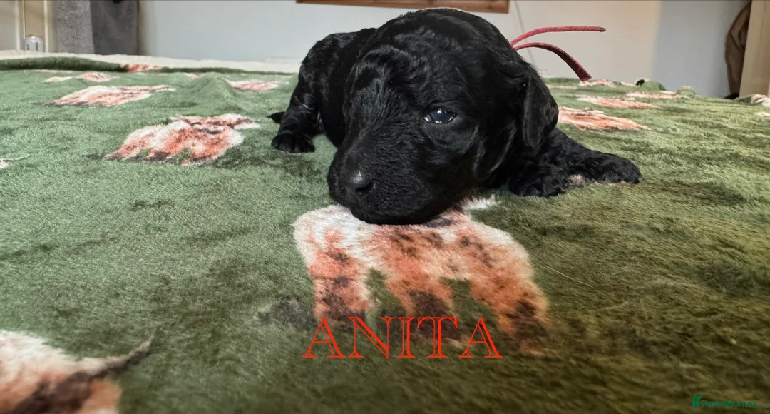 Standard Poodle dogs for sale: Show line standard poodles  - Advert 5