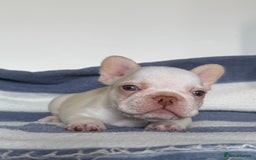 French Bulldog dogs for sale: Hikema X Cheeko (French bulldogs) - Image 11
