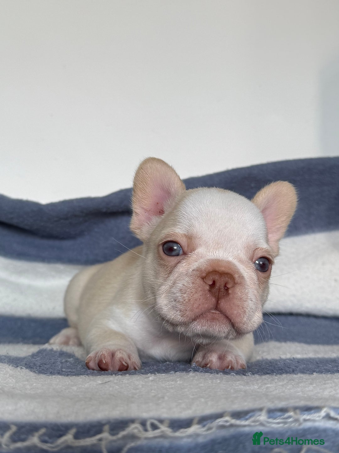 French Bulldog dogs for sale: Hikema X Cheeko (French bulldogs) - Image 11