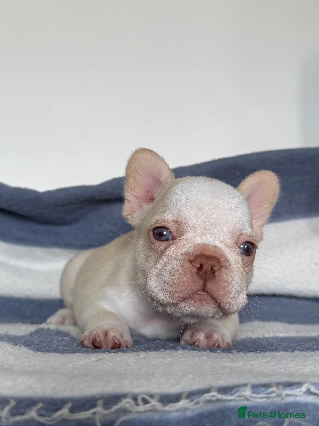 French Bulldog dogs for sale: Hikema X Cheeko (French bulldogs) - Advert 6