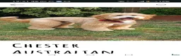Australian Labradoodle dogs for sale: Pure Australian labradoddle  - Advert 13