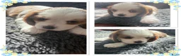 Cavalier King Charles Spaniel dogs for sale: King Charles cavalier puppies  - Advert 20