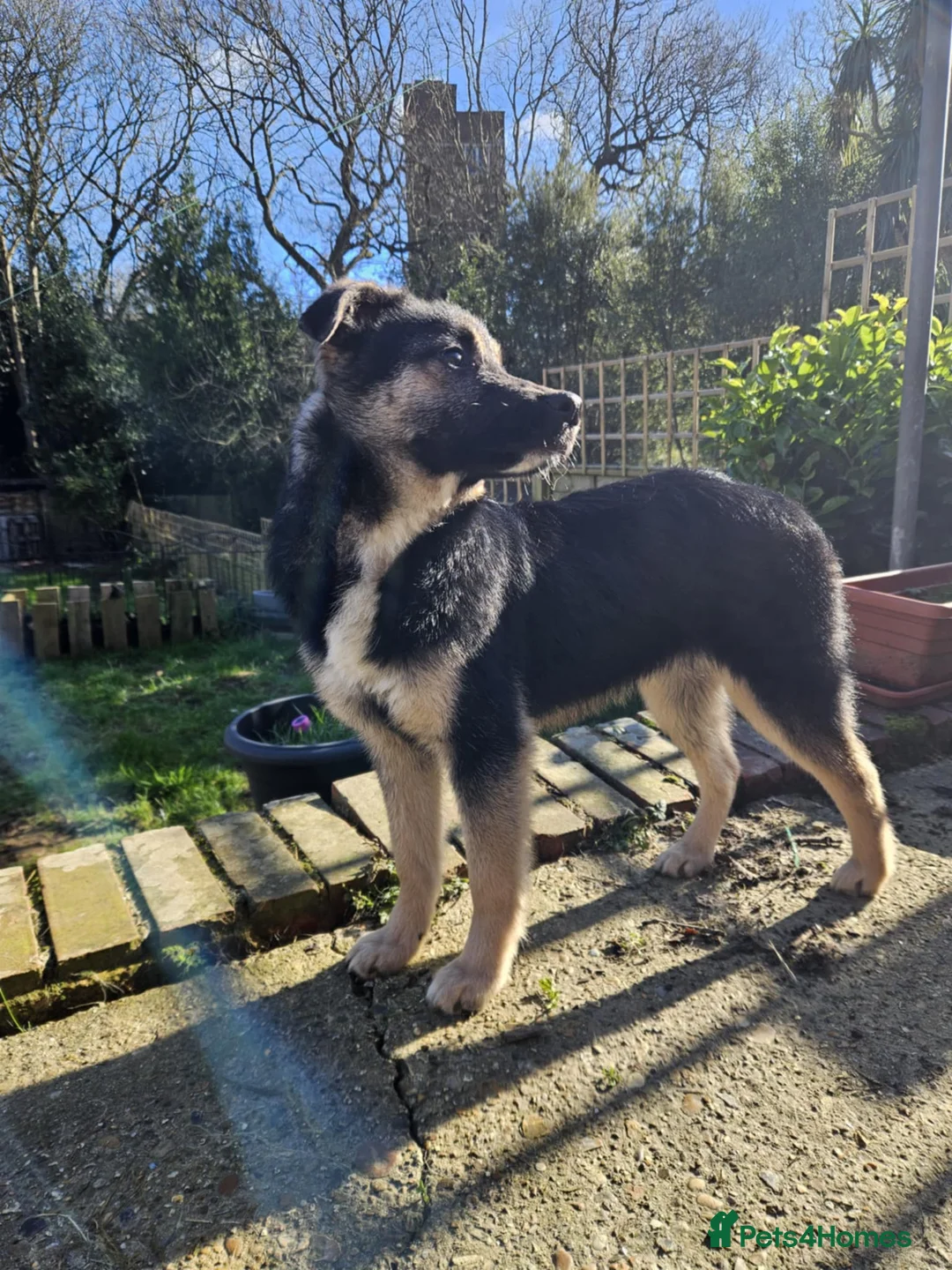 Mixed Breed dogs for adoption: Roquefort for Adoption!  - Advert 5