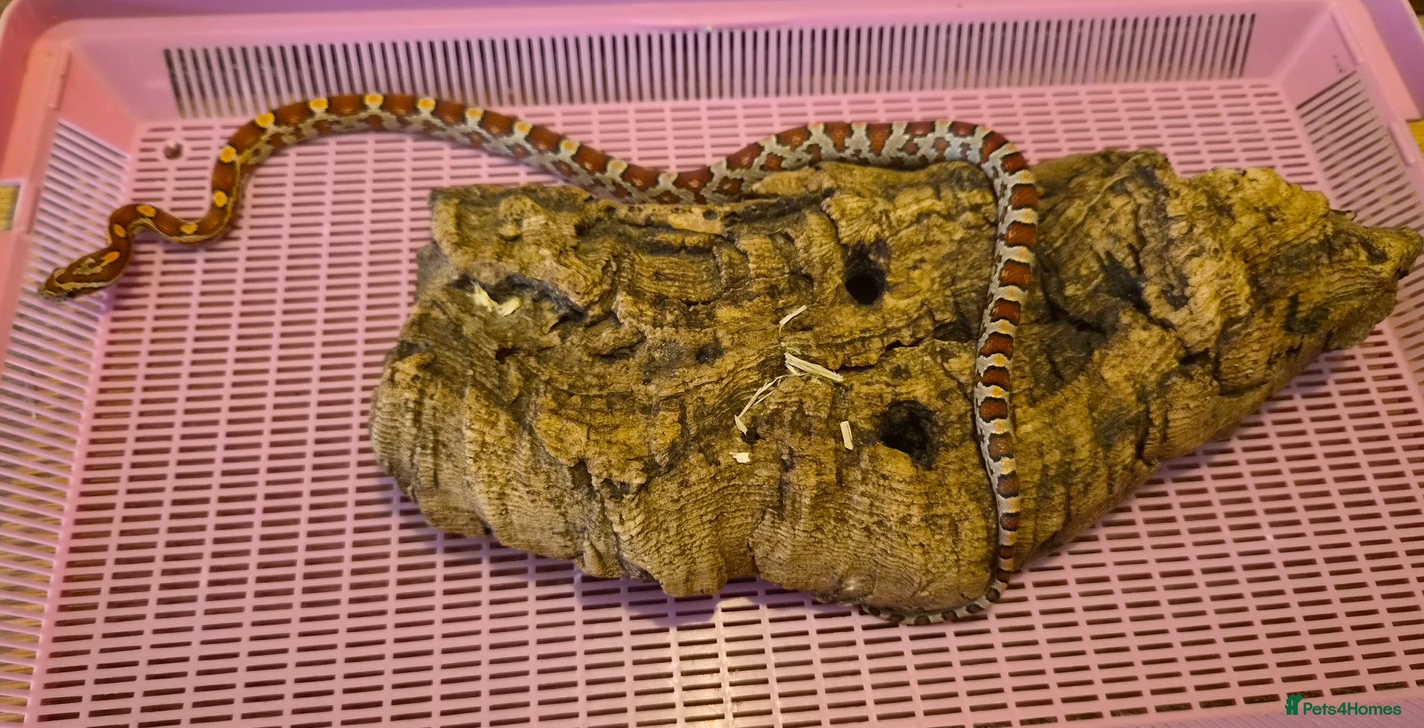 Corn Snake reptiles for sale: 5 corn snakes  in Boston - Advert 2