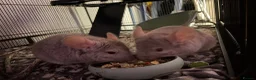 Chinchilla rodents for sale: Two Male chinchillas  in Pontypridd - Advert 5