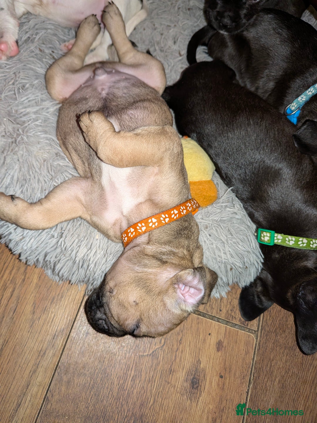 Mixed Breed dogs for sale: Puppy Northern Ireland  - Advert 14