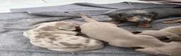 Dachshund dogs for sale: Miniature Dachshund - Advert 17