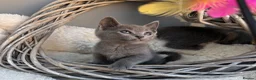 Russian Blue cats for sale: 🥇AWARD WINNING RUSSIAN BLUE - Advert 4
