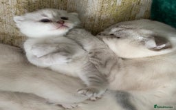 Scottish Fold cats for sale: Scottish Fold Kittens - Image 2