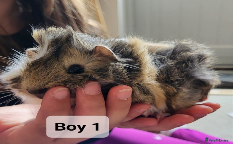 Guinea Pig rodents - Advert 8