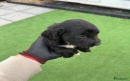 Mixed Breed dogs for sale: 7 beautiful Labrador x cockapoo pups  - Image 12