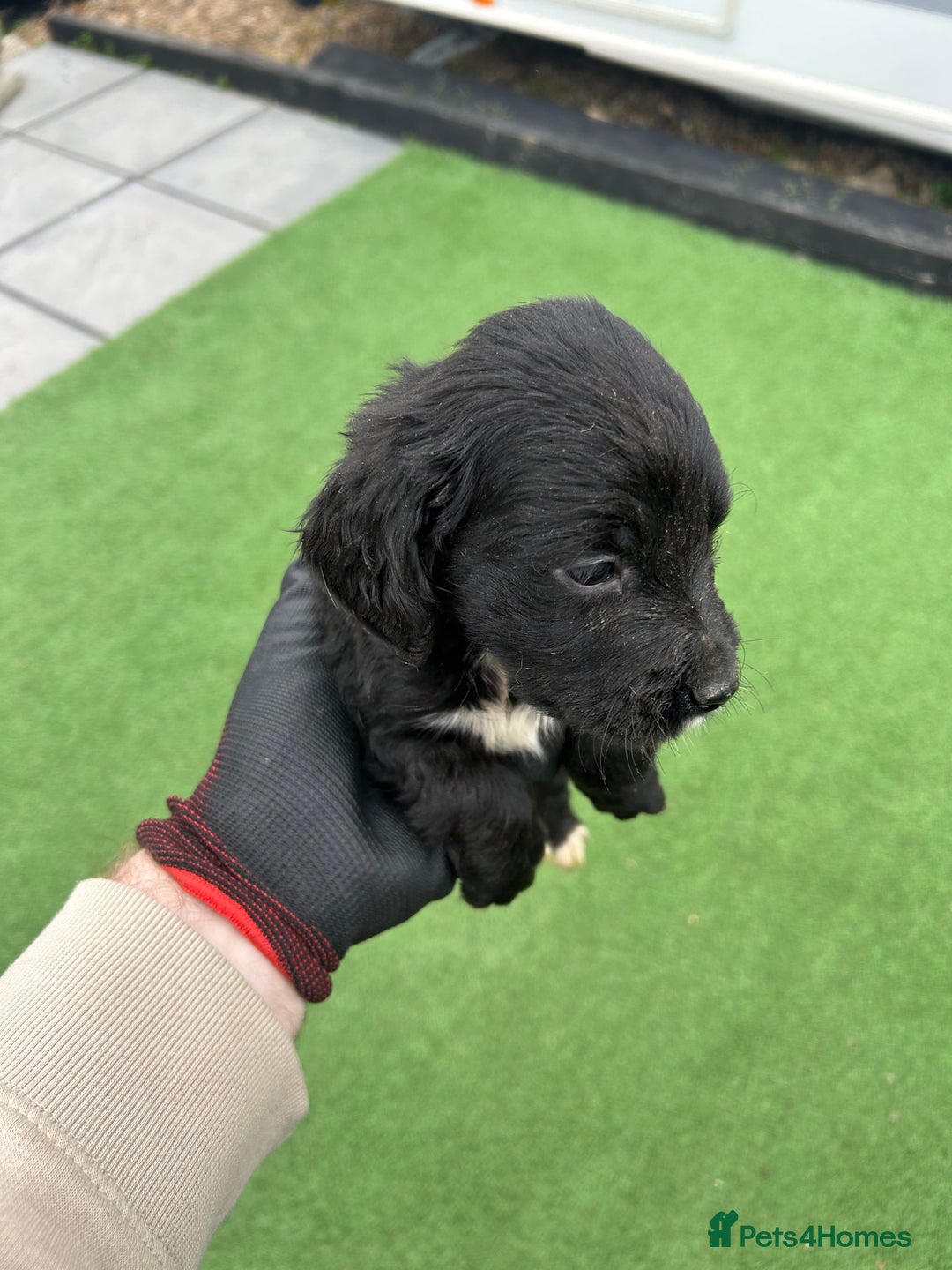 Mixed Breed dogs for sale: 7 beautiful Labrador x cockapoo pups  - Image 12
