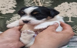 Jack Russell dogs for sale: KC Reg Jack Russell Pups,Parents DNA health tested - Image 22