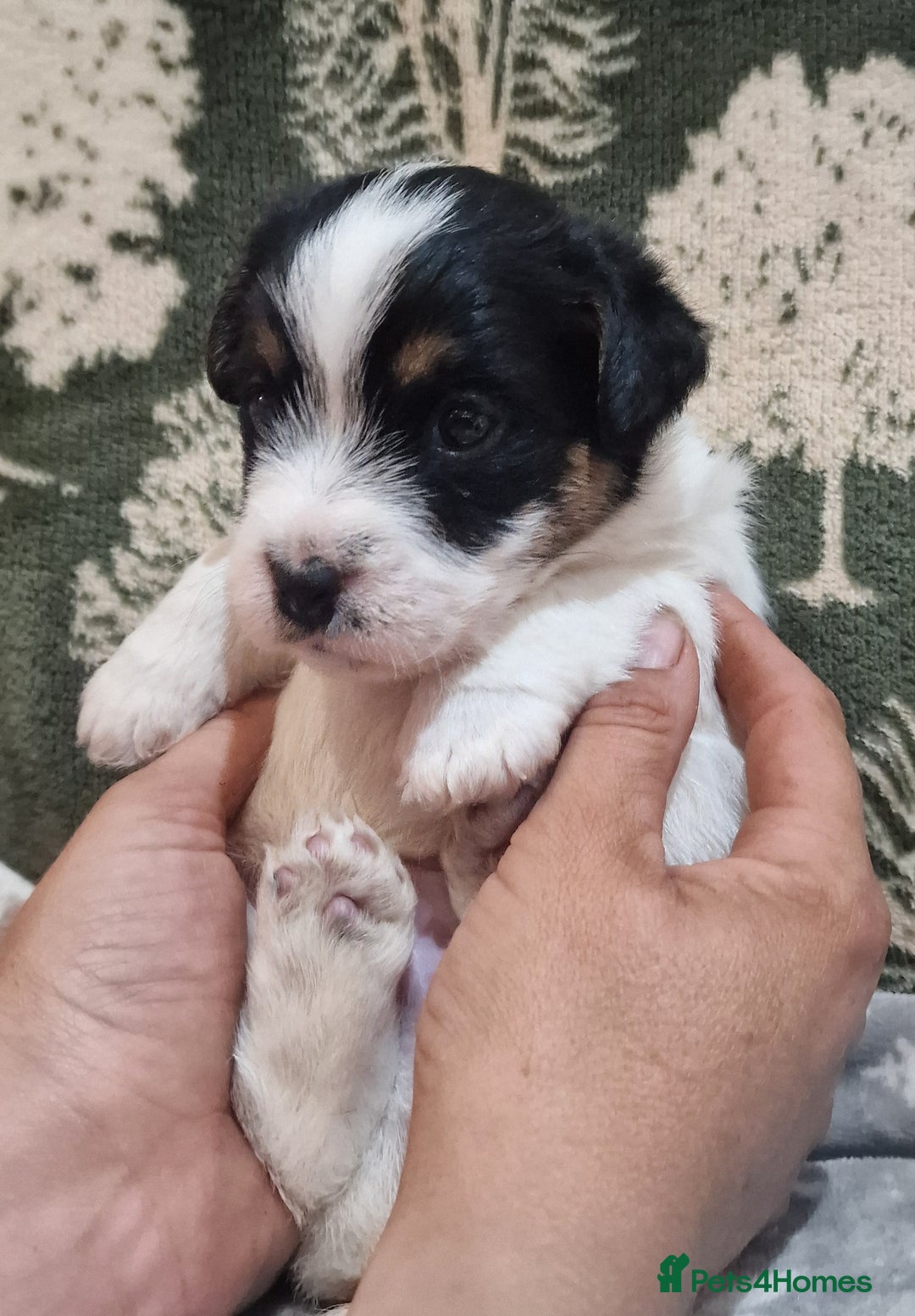 Jack Russell dogs for sale: KC Reg Jack Russell Pups,Parents DNA health tested - Image 22