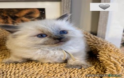 Ragdoll cats for sale: ✨Ragdoll Kittens✨ - Advert 4
