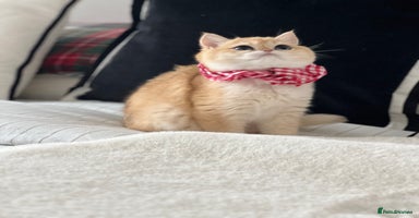 British Shorthair cats - Advert 11