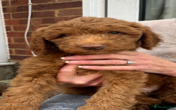 Aussiedoodle dogs for sale: Australian labradoodle puppies  - Image 5