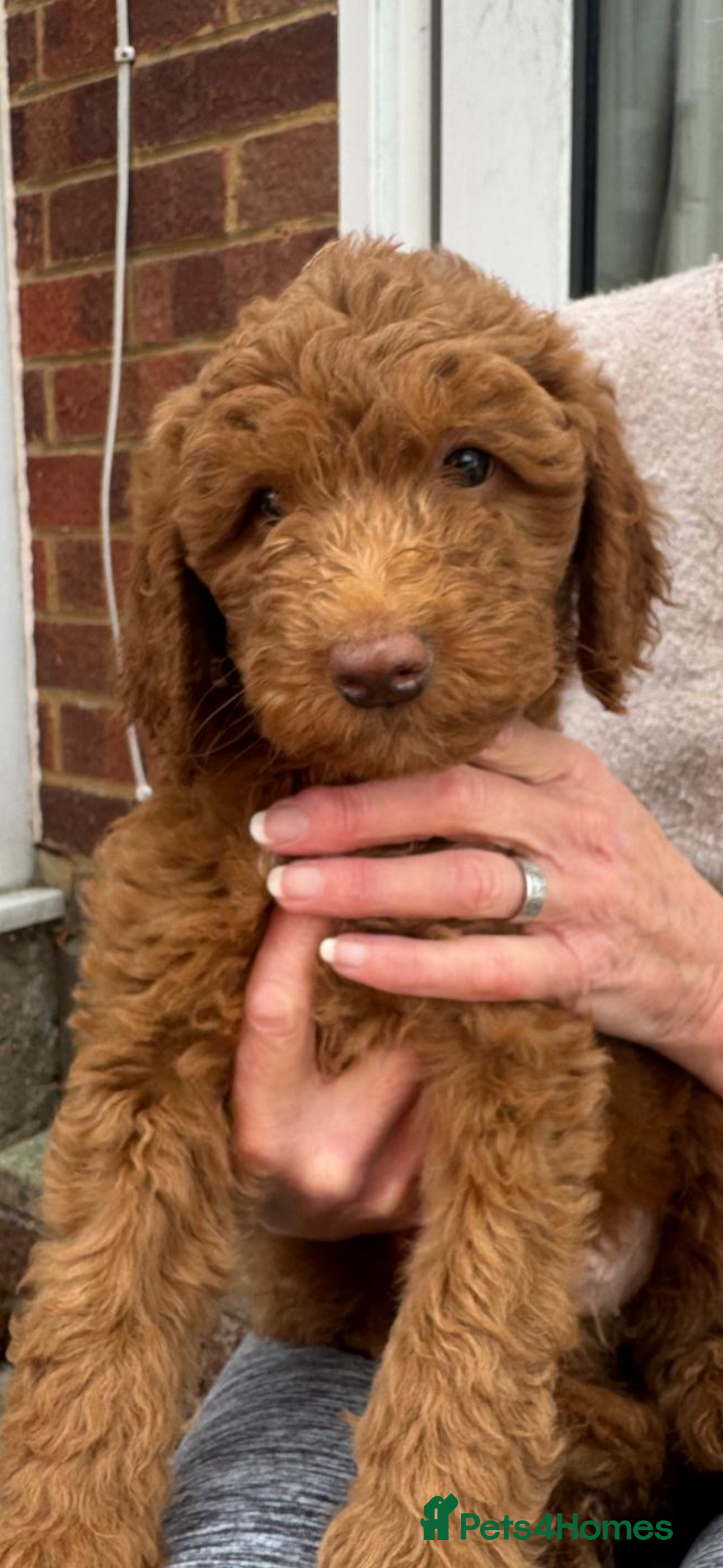 Aussiedoodle dogs for sale: Australian labradoodle puppies  - Image 5